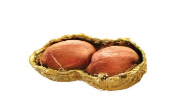 Grondbone: Dit gaan oor graad en verbruik