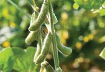 Dié heffing gee koring en sojabone ’n hupstoot