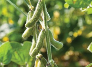 Dié heffing gee koring en sojabone ’n hupstoot