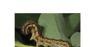 Wurmplae wat kan pla