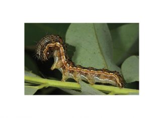 Wurmplae wat kan pla