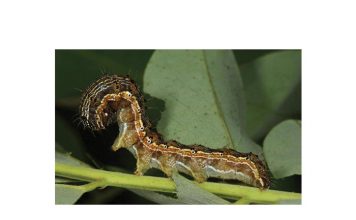 Wurmplae wat kan pla