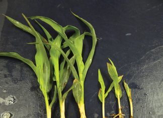 Certified seed wins the race