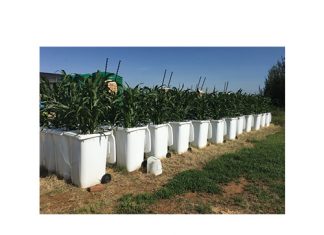 Kies kultivars volgens wortelgroei