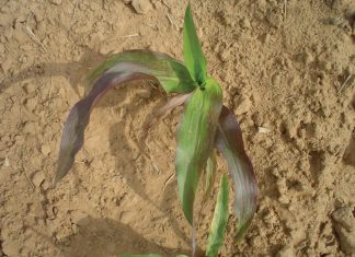 Verbeter voedingsopname vir hoër opbrengste