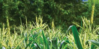 Optimal profit with data-intensive farming