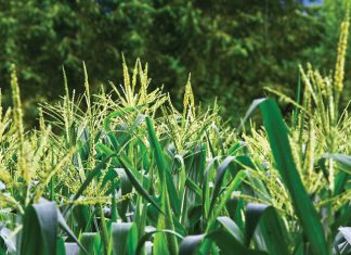 Optimal profit with data-intensive farming