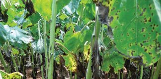 Alternaria leaf blight – in search of an integrated control system