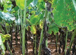 Alternaria leaf blight – in search of an integrated control system