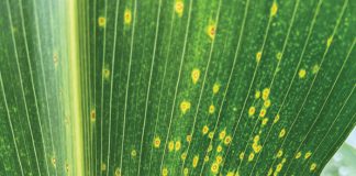 Eyespot reoccurs after 16 years