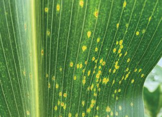 Eyespot reoccurs after 16 years