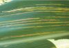 Bacterial leaf streak found in the Piet Retief district