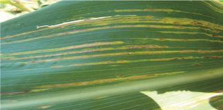 Bacterial leaf streak found in the Piet Retief district