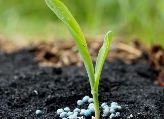 Kunsmispryse styg hemelhoog