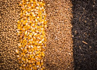 Hoogste heffingsinkomste nog vir Graan SA