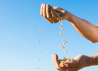 Voedselsekerheid in Suid-Afrika daal