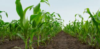 Diagnostic clinic ready to support producers