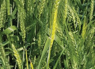 Wat is fout met my koring?