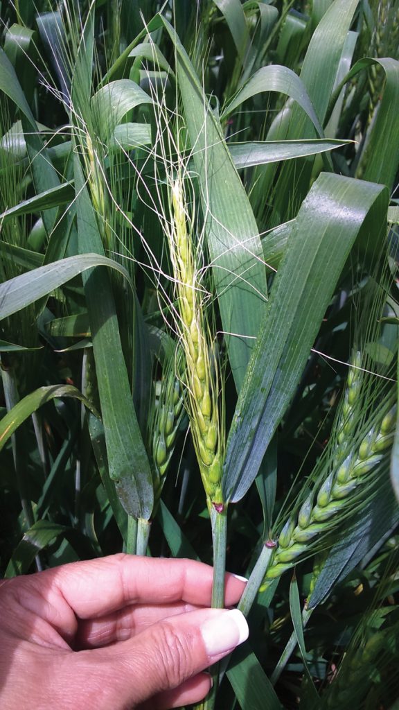 Koring Rott Wat is fout met my koring? - SA Grain