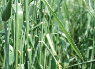 Koringmarkte ry wipplank