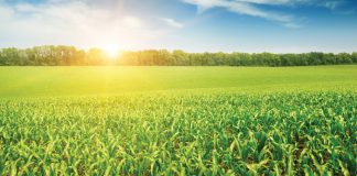 Plantestand – ’n balanseertoertjie