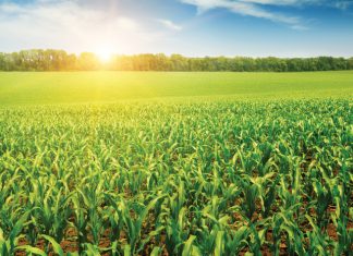 Plantestand – ’n balanseertoertjie