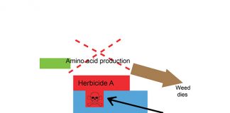 Target-site herbicide resistance in barley: a three-year summary