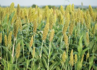 Saadpryse vir nuwe seisoen warm uit die oond