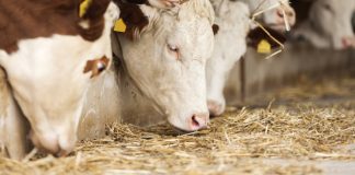 Feedlot or not? Success starts with calf quality