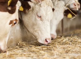 Feedlot or not? Success starts with calf quality