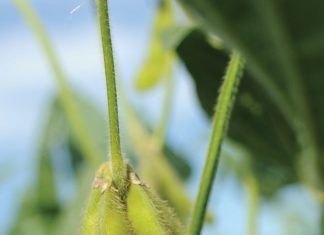 Broiler feed – impact of feed conversion ratios and exports