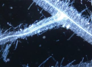 Biostimulants – like vitamin C for plants