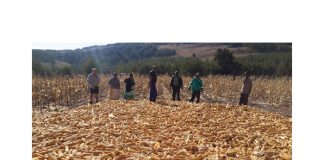 Identifying losses in smallholder farming