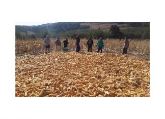 Identifying losses in smallholder farming