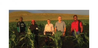 Grain Research Programme: plans and progress