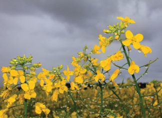 Kanola nie bloot op sy baadjie getakseer nie