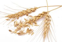 Resultate van die nasionale mieliekultivarevalueringsproewe vir die 2013/2014-groeiseisoen