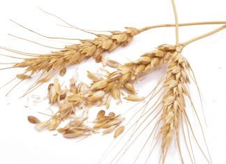 Resultate van die nasionale mieliekultivarevalueringsproewe vir die 2013/2014-groeiseisoen