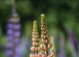 Bemesting – bou voort op dekgewasse se impak