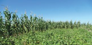 Better results with legumes in rotation with maize