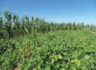 Better results with legumes in rotation with maize