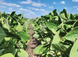 Strategieë om grondsuurheid in BL-stelsels te beheer