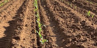 Plantdatum kan mielies maak of breek