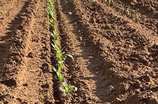 Plantdatum kan mielies maak of breek