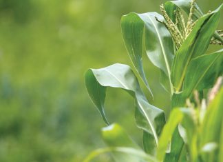 Kyk hierna: Opberging van saad op die plaas