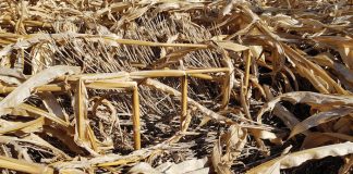 Maize stalk rots: unseen yield assassins