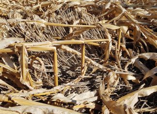 Maize stalk rots: unseen yield assassins