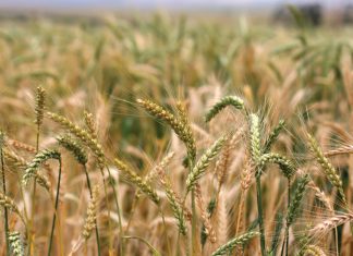 Broodkoring – nuwe kultivars sien die lig