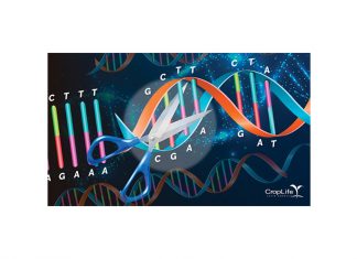 Diverse approaches to GE could threaten food security