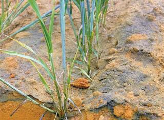 Suurgrond – behoorlike vermenging van kalk is ’n móét